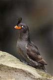 Crested Auklet